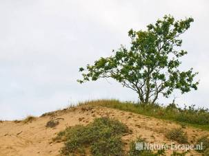 Zomereik op beginnend stuifduin AWD1