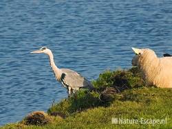 Blauwe reiger tussen schapen Zwmp5