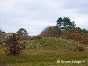 Duinlandschap NHD Bergen 5