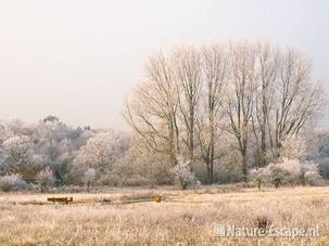 Bij de Kruisberg NHD Heemskerk 1 311208