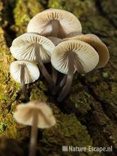 Bundelmycena, onderzijde NPZK MHD2 221208