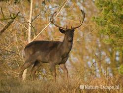 Damhert, bok, donkere vorm AWD1 240901