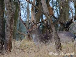 Damhert, bok, rustend tussen bomen AWD12 240109