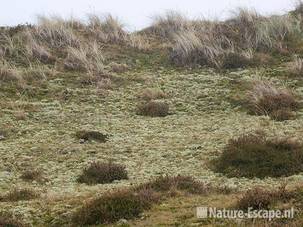 Rendiermos en heide Zww2