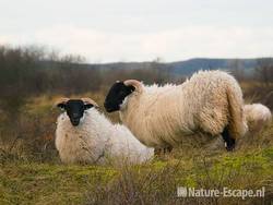 Schapen, Scottisch Blackfaces NHD Castricum 1 121208