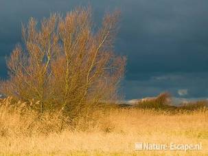 Wilg tussen riet in winterlicht NHD Castricum 1