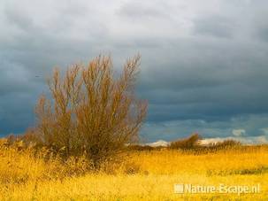 Wilg tussen riet in winterlicht NHD Castricum 3 121208