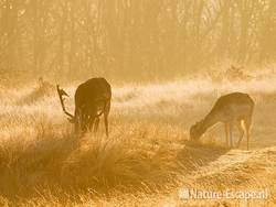 Damherten, foeragerend in tegenlicht AWD1 070309