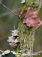 Elfenbankjes en oud blad zomereik AWD1 280209