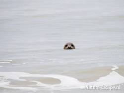 Gewone zeehond in zee bij de Kerf Schoorl 1 180209