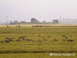 Grauwe ganzen met fort Krommeniedijk op achtergrond Zwmp2 080209