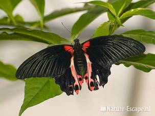 Papilio deiphobus rumanzovia Orchideeënhoeve 1 060209