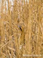 Roerdomp tussen riet Hijm NHD Castricum 1 160209