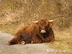 Schotse hooglander, rustend, herkauwend op pad NPZK1 140209