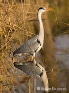 Blauwe reiger, Landje van Gruijters Spaarndam 1 210309