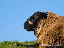 Schaap, zwart schaap op dijk bij Piaam 2 200309