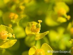 Cypreswolfsmelk, detail bloemen AWD1 090509