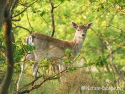 Damhert, eerste jaars kalf, AWD1 300409