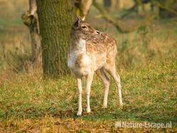 Damhert, jonge bok AWD1 130409