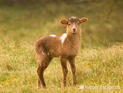 Drents heideschaap, lam, AWD1 130409