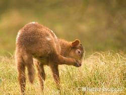 Drents heideschaap, lam, AWD3 130409