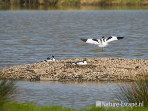 Kluten, op grindeiland, Hekslootpolder 1 190409