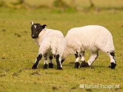 Schaap, Scottish Blackface, lammetjes, lammeren, NHD Heemskerk 1 290409