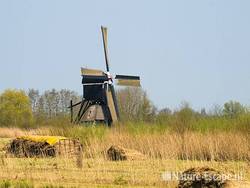 Vlietmolen, bundels gesneden riet,  Zouweboezem 2 100409