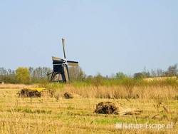 Vlietmolen, bundels gesneden riet, Zouweboezem 3 100409