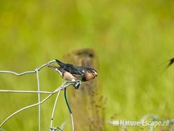 Boerenzwaluw, jong, juveniel met ontvangen insect, Spaarnwoude 1 010609