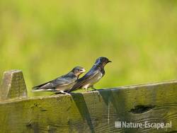 Boerenzwaluw, juveniel en adult Spaarnwoude 1 010609