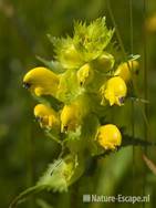 Grote ratelaar, bloemen, Zwanenwater 1 190609