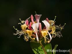 Kamperfoelie, bloemen, Zwanenwater 1 190609