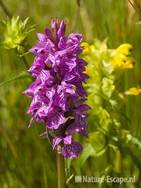 Rietorchis en grote ratelaar, Zwanenwater 1 190609