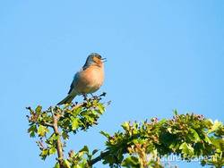 Vink, man, zingend, op meidoorn, AWD1 300509