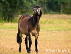 Exmoor pony, hengst, flemend, NHD Heemskerk1 090709