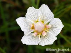 Parnassia, detail bloem, NPZK3 010809