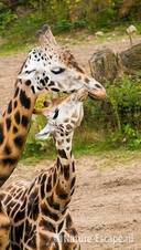 Rothschild giraffen, Burgers Zoo 1 280709