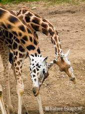 Rothschild giraffen, Burgers Zoo 2 280709