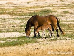 Exmoor pony, merrie met veulen, Doornvlak NHD1 210809