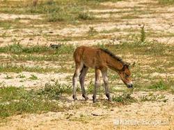 Exmoor pony, veulen, etend van kruipwilg, Doornvlak NHD1 210809