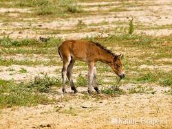 Exmoor pony, veulen, etend van kruipwilg, Doornvlak NHD2 210809