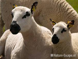 Kerry Hill schapen, Van Blanckendaell Park 1 120609