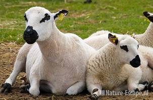 Kerry Hill schapen, Van Blanckendaell Park 2 120609