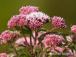 Koninginnekruid, bloemen, AWD1 130709