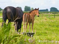 Paard, merrie en veulen, Eilandspolder 1 130809