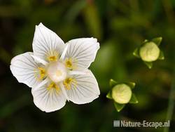 Parnassia, NHD Egmond 2 110809