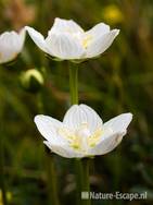 Parnassia, NHD Egmond 4 110809