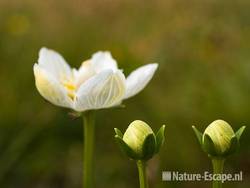 Parnassia, NHD Egmond 5 110809