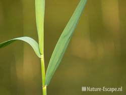 Riet, Hijm NHD Castricum 1 100809